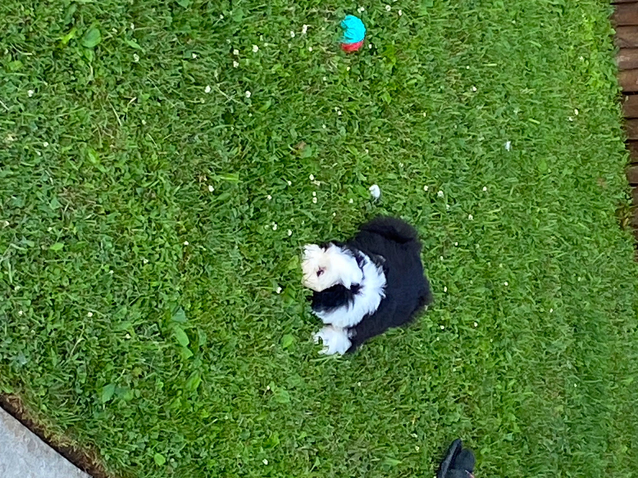 Peanut joined the competition — help win amazing prizes! artificial_turf, ball, canidae, carnivore, companion_dog, dog, dog_breed, flooring, garden, grass, grass_family, grassland, green, groundcover, lawn, plant, shrub, soccer_ball, sporting_group, sports_equipment