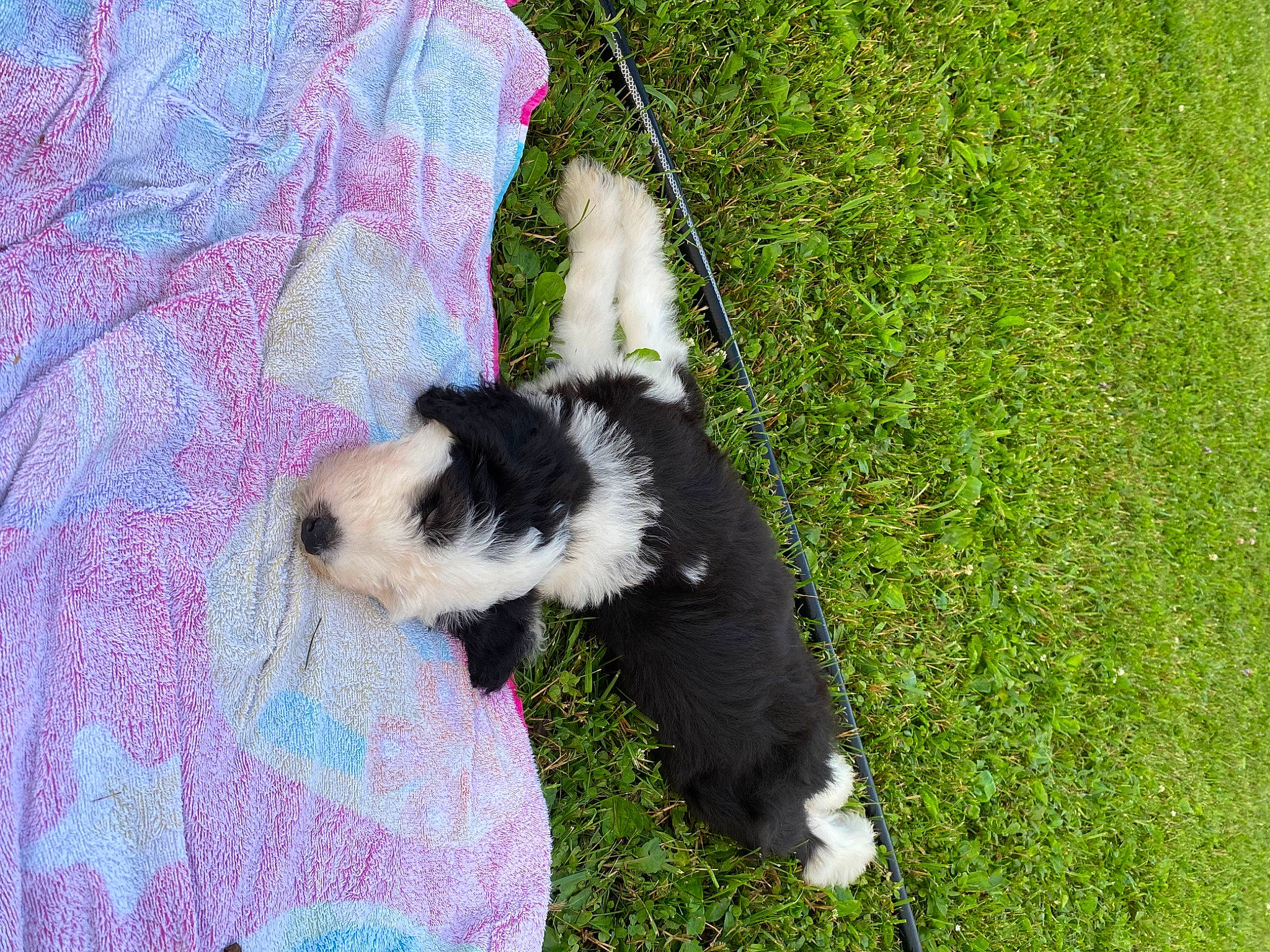 Peanut is registered to the contest to win money with this photo: canidae, carnivore, companion_dog, dog, dog_breed, dog_supply, fur, grass, groundcover, herding_dog, non_sporting_group, pet_supply, plant, sporting_group, tail, terrier, toy_dog