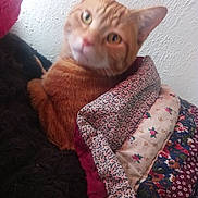 Jack joined the competition — help win amazing prizes! cat, orange_cat, tabby, feline, pet, animal, portrait, close_up, green_eyes, whiskers, ears, pink_nose, fur, sitting, blankets, cushions, colorful, indoors, wall, cozy