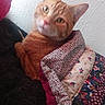 cat, orange_cat, tabby, feline, pet, animal, portrait, close_up, green_eyes, whiskers, ears, pink_nose, fur, sitting, blankets, cushions, colorful, indoors, wall, cozy