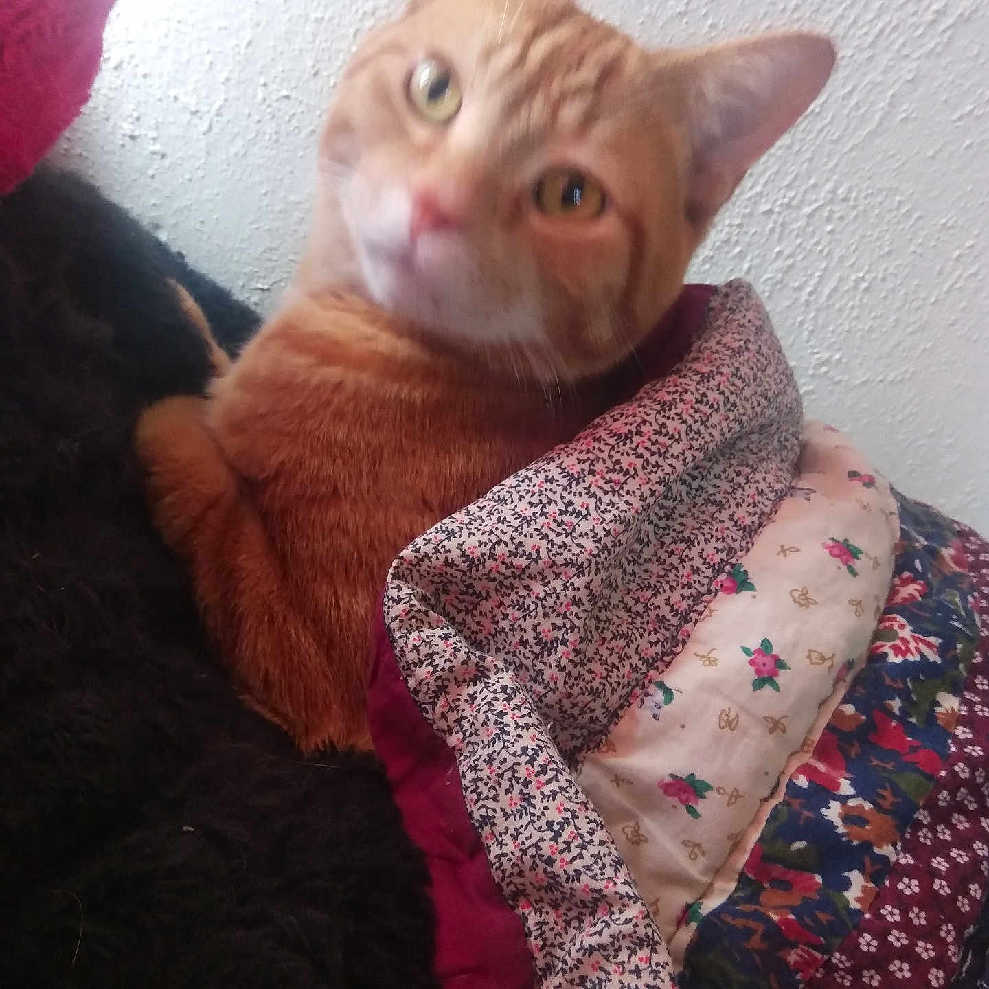 Jack