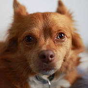 Patch participe au concours pour gagner de l'argent avec cette photo : animal, brown_fur, canine, close_up, collar, cute, dog, domestic_animal, ears, expression, face, fur, indoor, looking_at_camera, mammal, nose, pet, portrait, soft_focus, whiskers