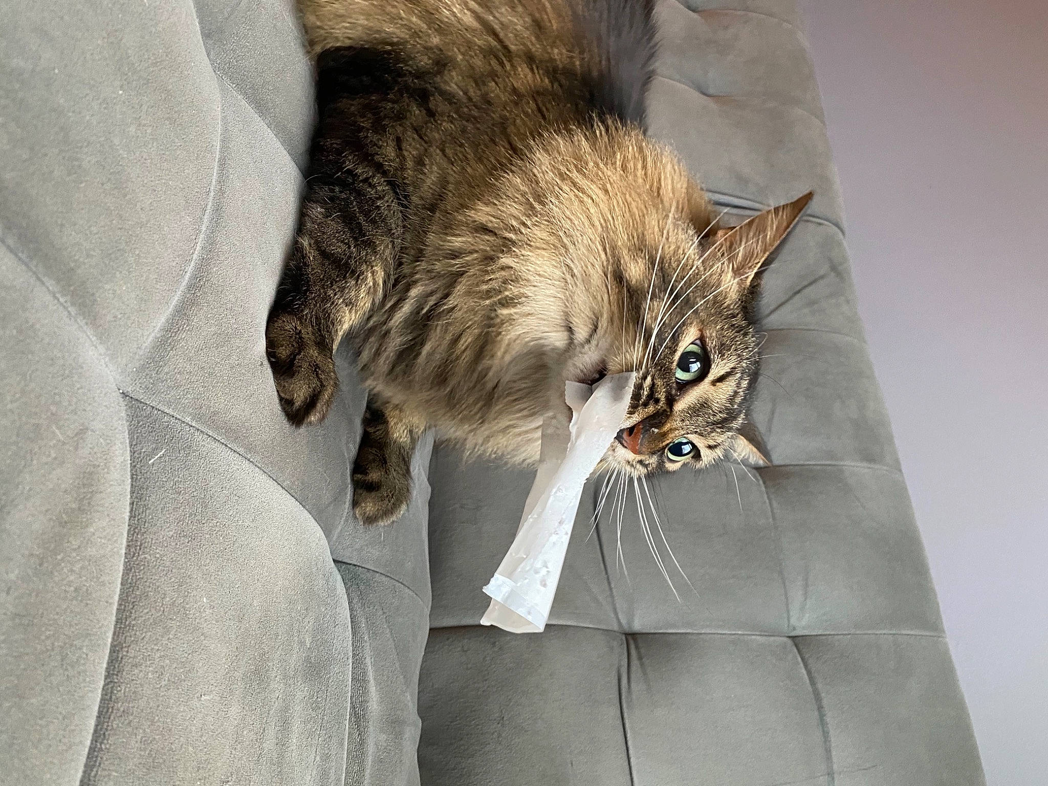 Messi is registered to the contest to win money with this photo: cardboard, carnivore, cat, claw, comfort, domestic_short_haired_cat, fawn, felidae, fur, grey, maine_coon, paw, small_to_medium_sized_cats, snout, tail, terrestrial_animal, whiskers