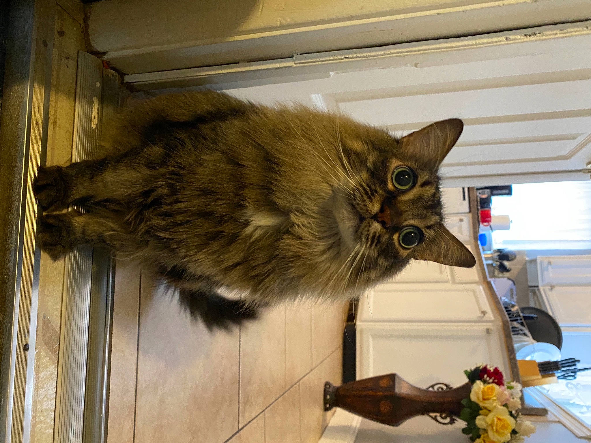 Messi joined the competition — help win amazing prizes! animal_shelter, carnivore, cat, claw, domestic_short_haired_cat, fawn, felidae, fur, major_appliance, plant, small_to_medium_sized_cats, snout, tail, terrestrial_animal, whiskers, wood