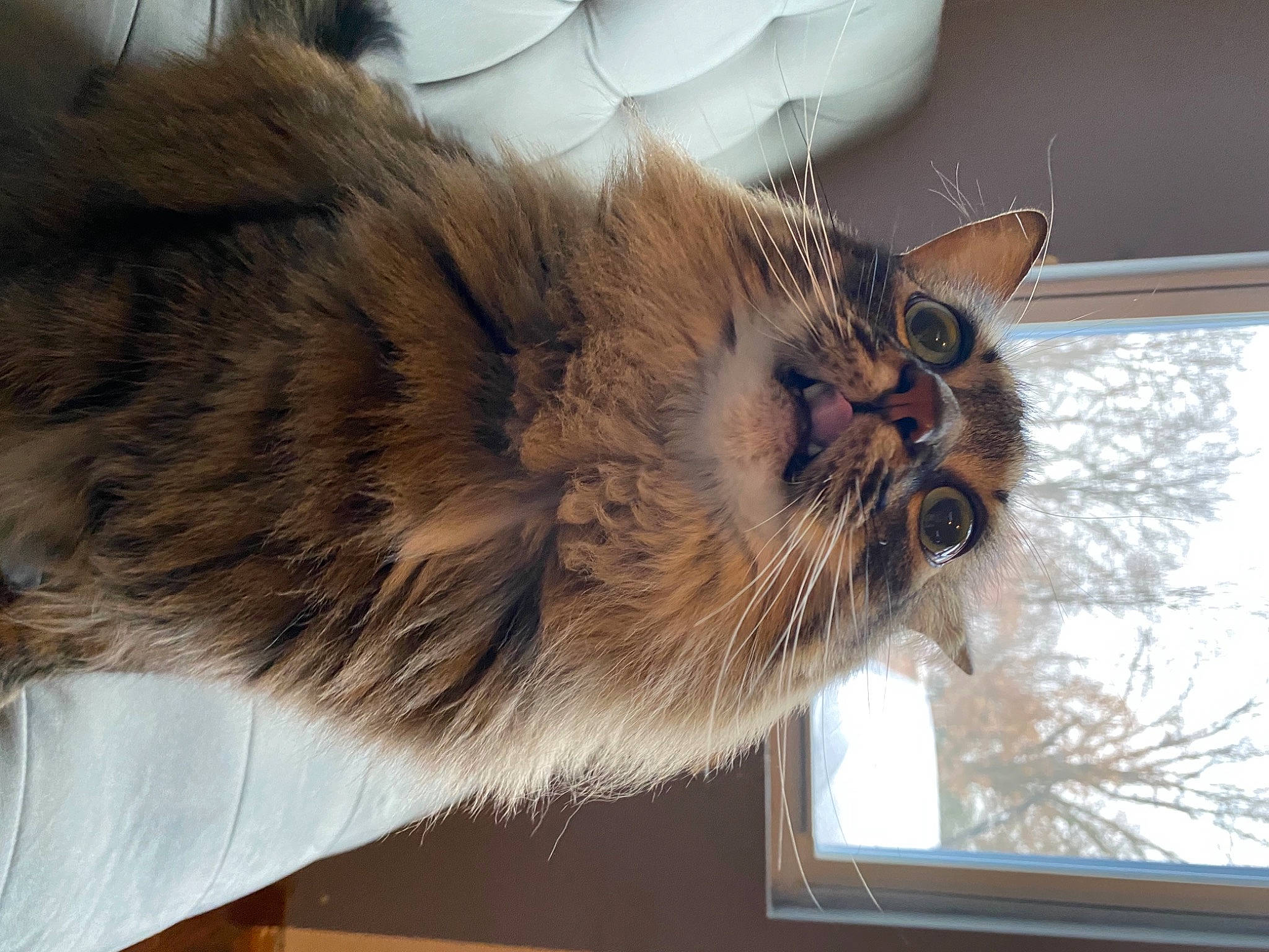 Messi is registered to the contest to win money with this photo: cardboard, carnivore, cat, claw, domestic_short_haired_cat, fawn, felidae, fur, paw, small_to_medium_sized_cats, snout, tail, terrestrial_animal, tree, whiskers, window, wood