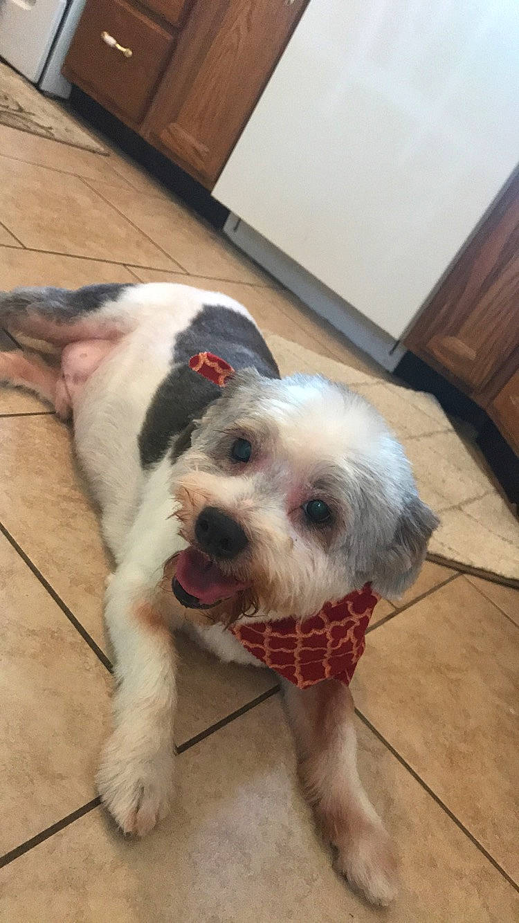 Fitzy is registered to the contest to win money with this photo: cabinetry, carnivore, collar, companion_dog, dog, dog_breed, dog_collar, dog_supply, drawer, floor, flooring, fur, hardwood, kitchen_appliance, pet_supply, snout, tail, terrier, wood, working_animal