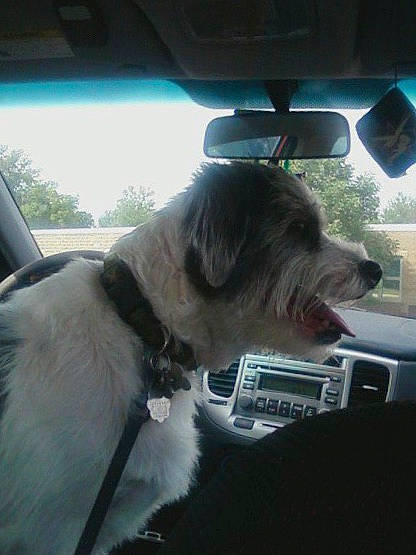 Fitzy is registered to the contest to win money with this photo: auto_part, automotive_exterior, automotive_lighting, automotive_mirror, car, carnivore, companion_dog, dog, dog_breed, mirror, motor_vehicle, radio, rear_view_mirror, sky, snout, steering_wheel, tints_and_shades, vehicle, vehicle_door, vertebrate