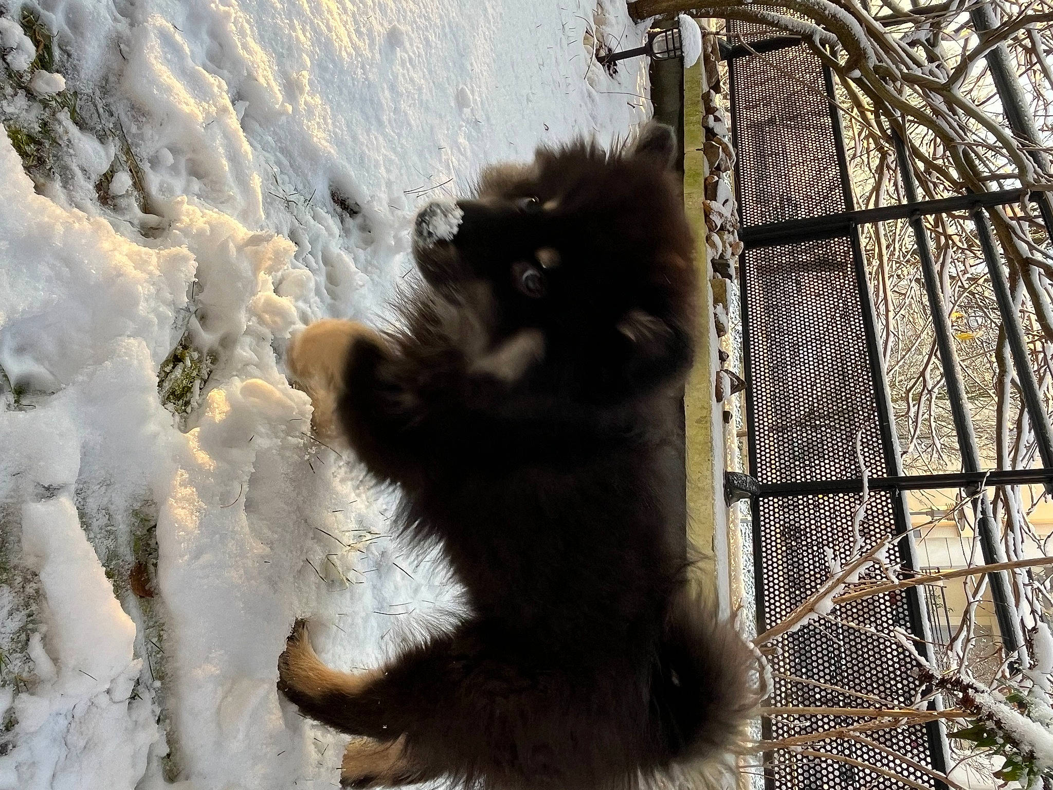 Suki a rejoint le concours — aidez-le/la à gagner de superbes lots ! carnivore, chain_link_fencing, claw, dog_breed, fence, fur, mesh, natural_material, paw, snout, snow, tail, terrestrial_animal, tree, trunk, twig, wildlife, winter, wire_fencing