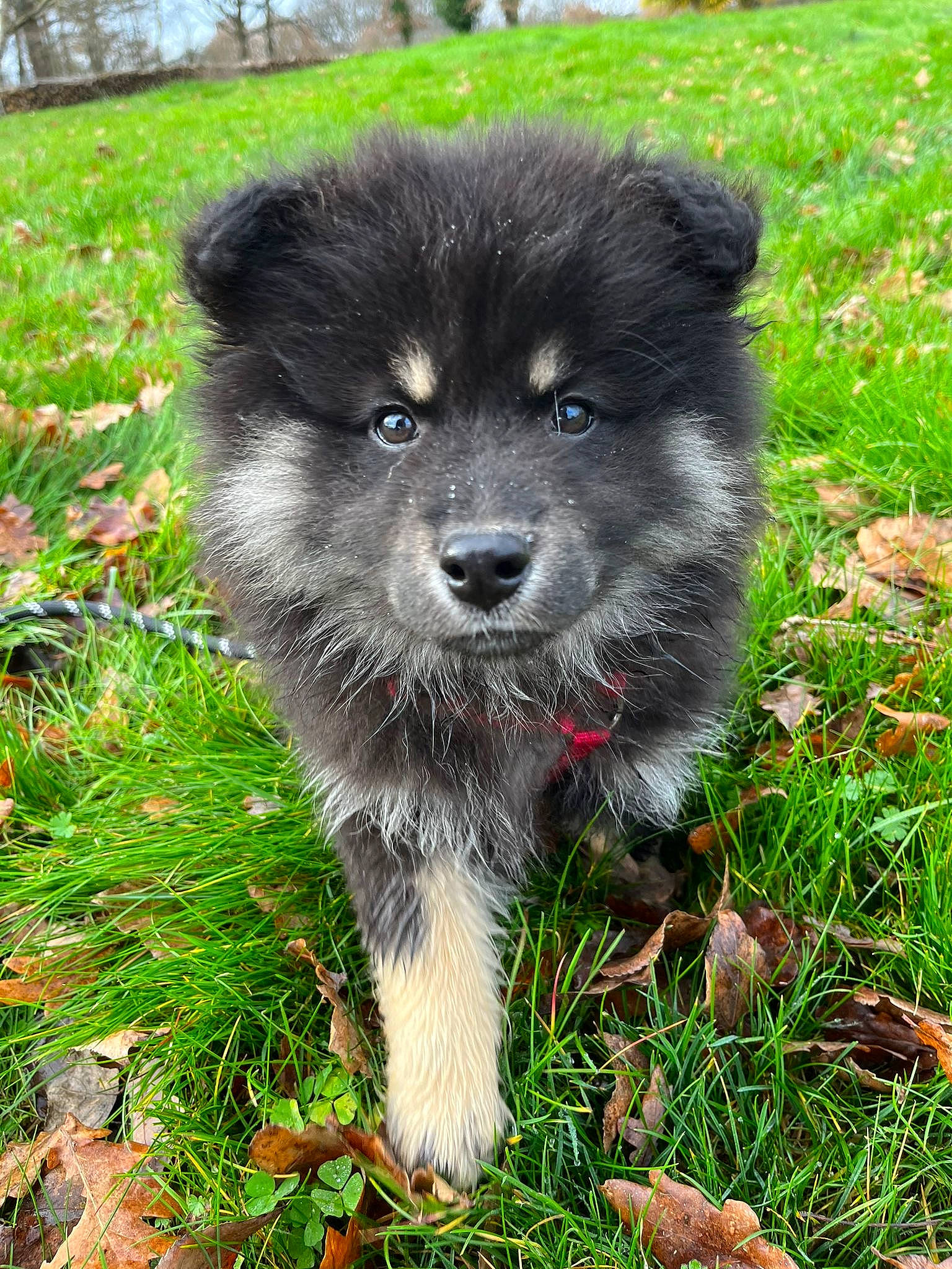 Suki a rejoint le concours — aidez-le/la à gagner de superbes lots ! ancient_dog_breeds, canidae, carnivore, companion_dog, dog, dog_breed, fur, grass, groundcover, non_sporting_group, plant, puppy, snout, sporting_group, terrestrial_animal, toy_dog, working_animal, working_dog