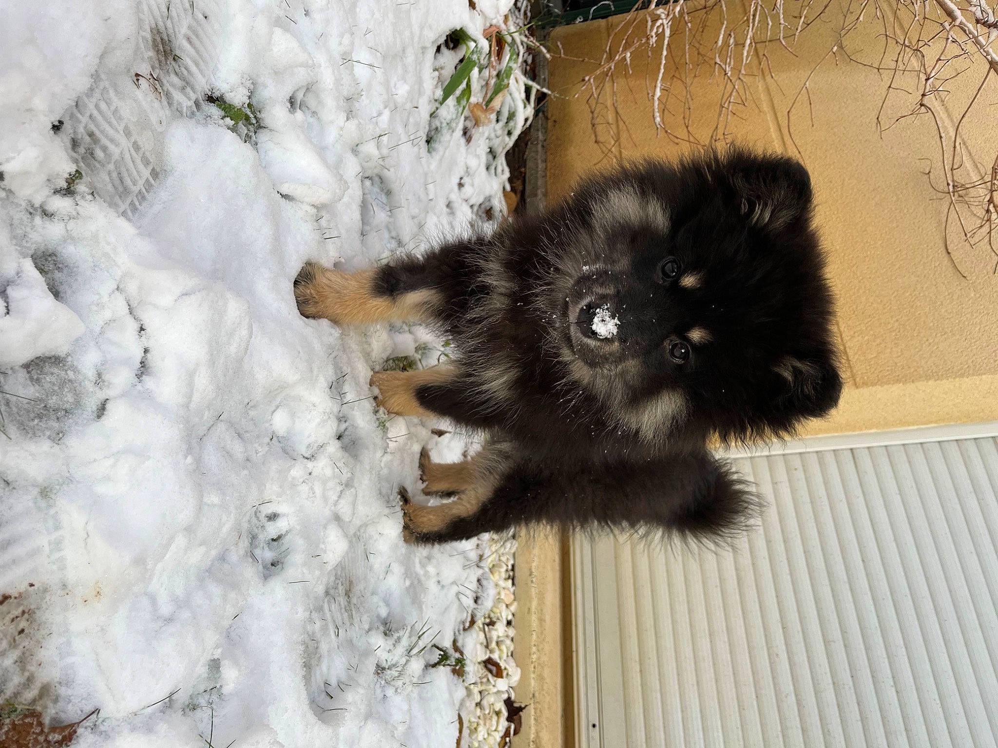 Suki a rejoint le concours — aidez-le/la à gagner de superbes lots ! black_cat, carnivore, cat, claw, companion_dog, dog_breed, felidae, foot, fur, natural_material, non_sporting_group, paw, small_to_medium_sized_cats, snout, snow, tail, terrestrial_animal, whiskers, winter, working_animal