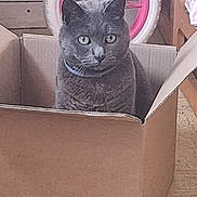 Leo participe au concours pour gagner de l'argent avec cette photo : cat, gray_cat, cardboard_box, indoor, floor, tricycle, wheel, toy, pet, feline, domestic_animal, box, curious, sitting, still_life, home, furniture, plastic_wrap, collar, animal