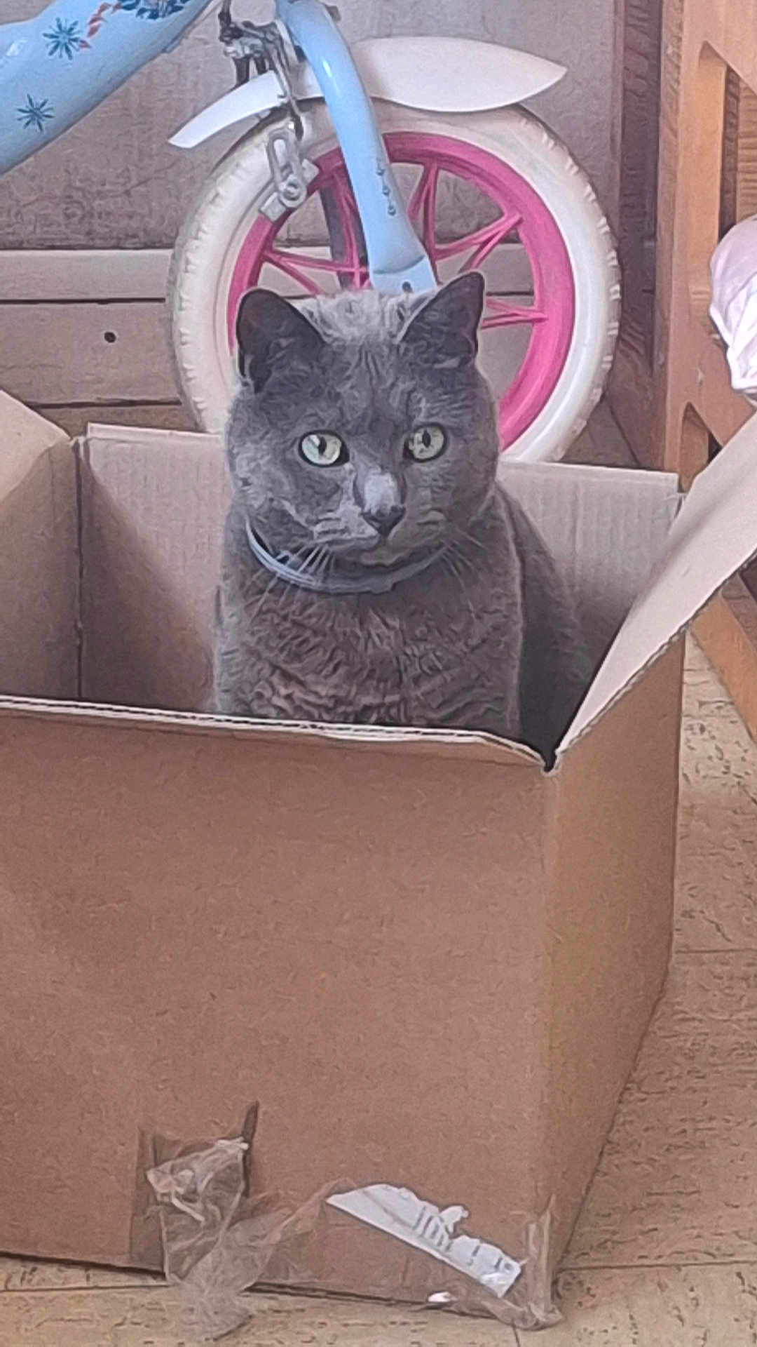 Leo participe au concours pour gagner de l'argent avec cette photo : cat, gray_cat, cardboard_box, indoor, floor, tricycle, wheel, toy, pet, feline, domestic_animal, box, curious, sitting, still_life, home, furniture, plastic_wrap, collar, animal
