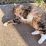 Fluffy joined the competition — help win amazing prizes! cat, fluffy, tabby, outdoor, sunlight, concrete, grass, relaxed, sleeping, paw, nature, animal, pet, feline, resting, fur, whiskers, stretching, daylight, peaceful