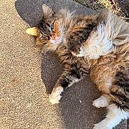 Fluffy is registered to the contest to win money with this photo: cat, fluffy, relaxed, outdoor, sunlight, concrete, paw, fur, green_eyes, tabby, white_paws, resting, nature, grass, shadow, animal, pet, whiskers, mammal, cute