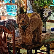 Teddy joined the competition — help win amazing prizes! animal, brown_dog, cheerful, cozy, curious, curly_fur, decor, dog, fairy_lights, flowers, furniture, home, indoor, pet, plants, rug, tabletop, window, wooden_chair, wooden_table