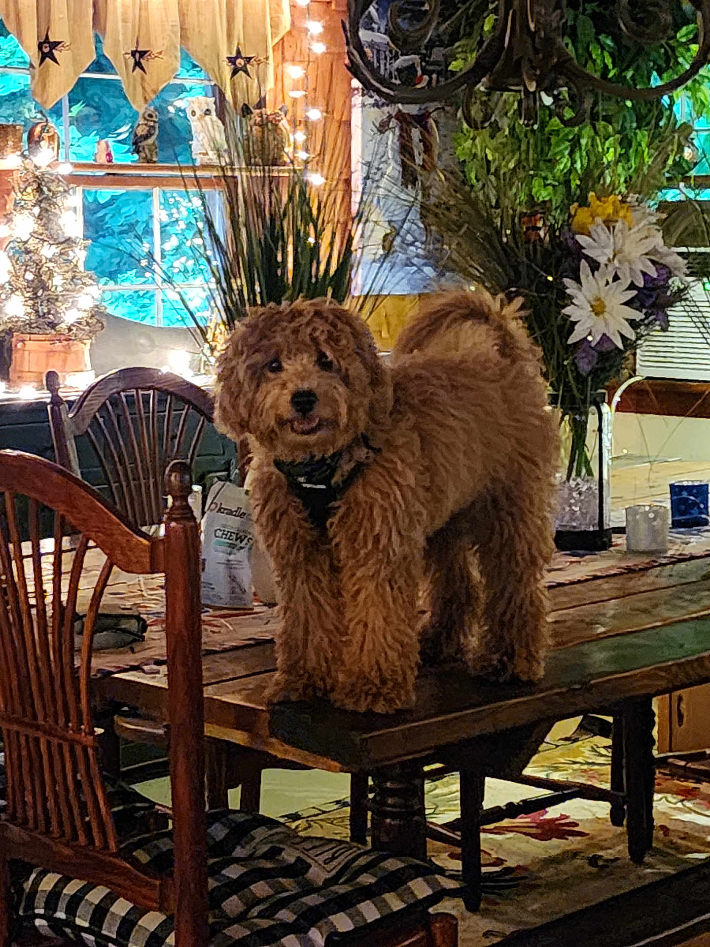 Teddy
