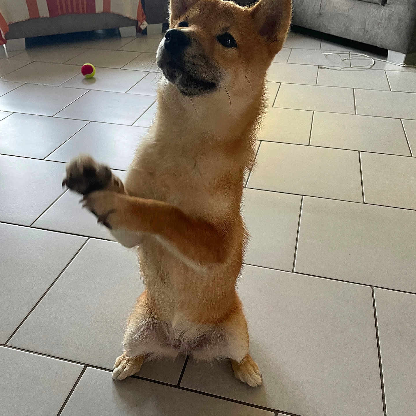 Baya