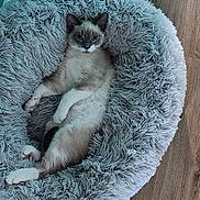 Charlie is registered to the contest to win money with this photo: animal, calm, cat, comfortable, cozy, cute, domestic, feline, fluffy, fur, gray, indoor, laying, paw, pet_bed, quiet, relaxed, resting, siamese, wooden_floor