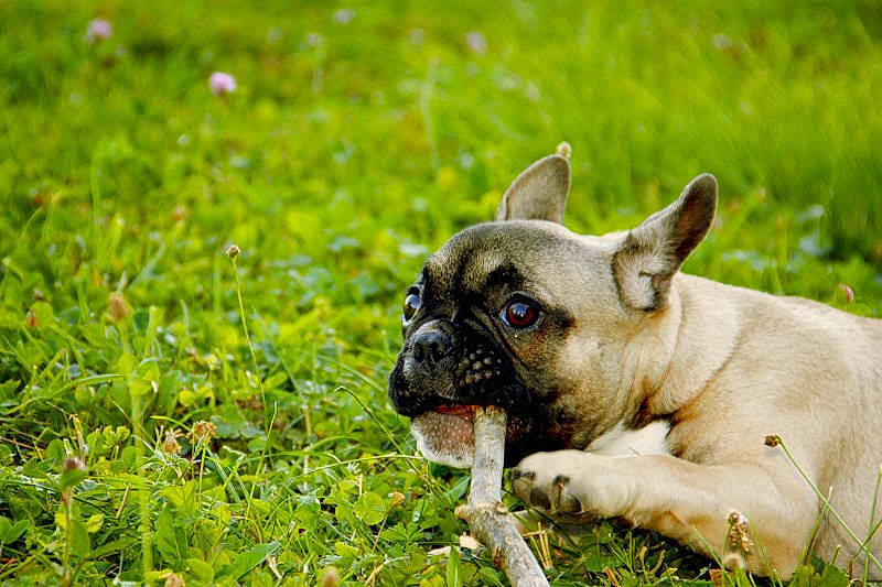 Helium a rejoint le concours — aidez-le/la à gagner de superbes lots ! canidae, carnivore, companion_dog, dog, dog_breed, fawn, grass, grassland, groundcover, non_sporting_group, plant, pug, puppy, snout, sporting_group, terrestrial_animal, toy_dog, whiskers, working_animal, wrinkle