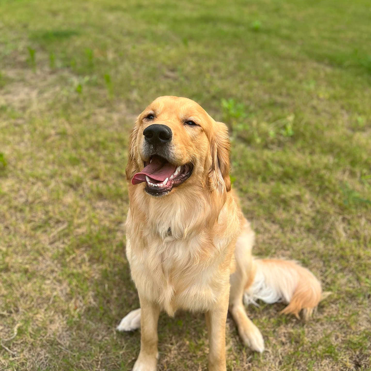 Tex joined the competition — help win amazing prizes! animal, canine, cockerspaniel, dog, field, goldenretriever, grass, grassland, green, herbal, herbs, labradorretriever, lawn, nature, outdoors, park, pet, plant, puppy, yard