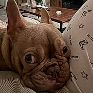 Kane joined the competition — help win amazing prizes! big_eyes, blanket, close_up, coffee_table, couch, cozy, dog, ears, french_bulldog, indoor, living_room, nose, pajamas, pattern, pet_portrait, plant, snout, tv_stand, water_bottle, wrinkled_face