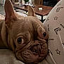 big_eyes, blanket, close_up, coffee_table, couch, cozy, dog, ears, french_bulldog, indoor, living_room, nose, pajamas, pattern, pet_portrait, plant, snout, tv_stand, water_bottle, wrinkled_face