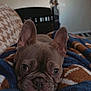 Kane joined the competition — help win amazing prizes! adorable, bed, blanket, blanket_pattern, brown_and_blue, close_up, cozy, dog, ears, eyes, french_bulldog, fur, home_interior, indoor, muzzle, pet, portrait, puppy, resting, wrinkles