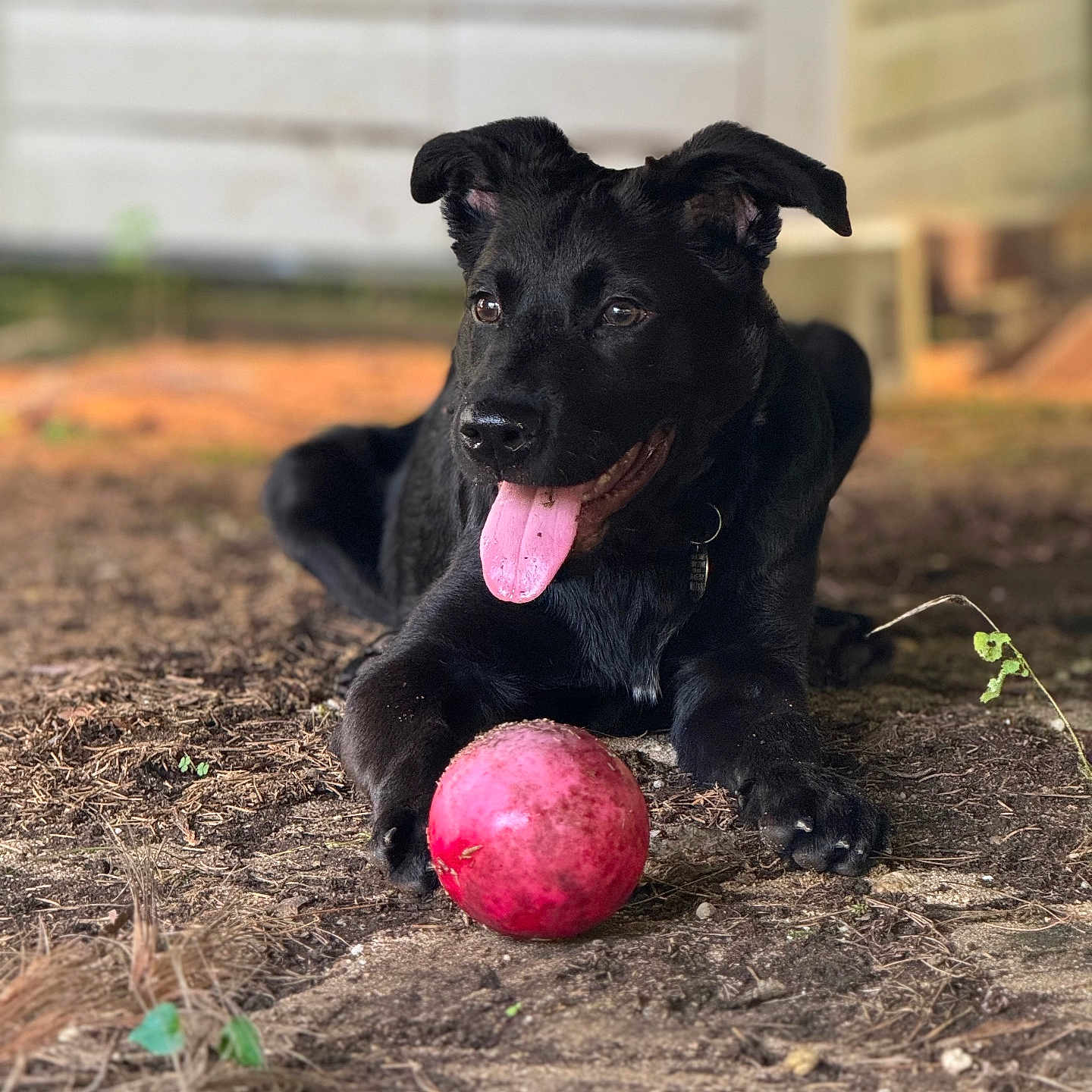 Cooper is registered to the contest to win money with this photo: animal, ball, black_dog, blurred_background, canine, close_up, collar, daylight, dog, fur, ground, happy, lying_down, nature, outdoor, paw, pet, playful, playing, tongue_out