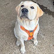 Brasko participe au concours pour gagner de l'argent avec cette photo : dog, labrador, puppy, orange_harness, pet, animal, canine, sitting, attentive, outdoor, concrete, young_dog, cute, fur, ears, whiskers, nose, paws, looking_up, domestic_animal