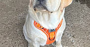 Brasko participe au concours pour gagner de l'argent avec cette photo : animal, attentive, canine, concrete, cute, dog, domestic_animal, ears, fur, labrador, looking_up, nose, orange_harness, outdoor, paws, pet, puppy, sitting, whiskers, young_dog