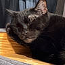black_cat, sleeping, resting, paw, wooden_surface, indoor, pet, feline, close_up, cozy, calm, domestic_animal, fur, quiet, relaxing, animal_face, whiskers, ear, texture, shadow