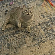 Remmy joined the competition — help win amazing prizes! cat, tabby, pet, indoor, carpet, toy, feather, mouse_toy, playful, feline, animal, raised_paw, curious, floor, wood_floor, domestic, cute, whiskers, ears, resting