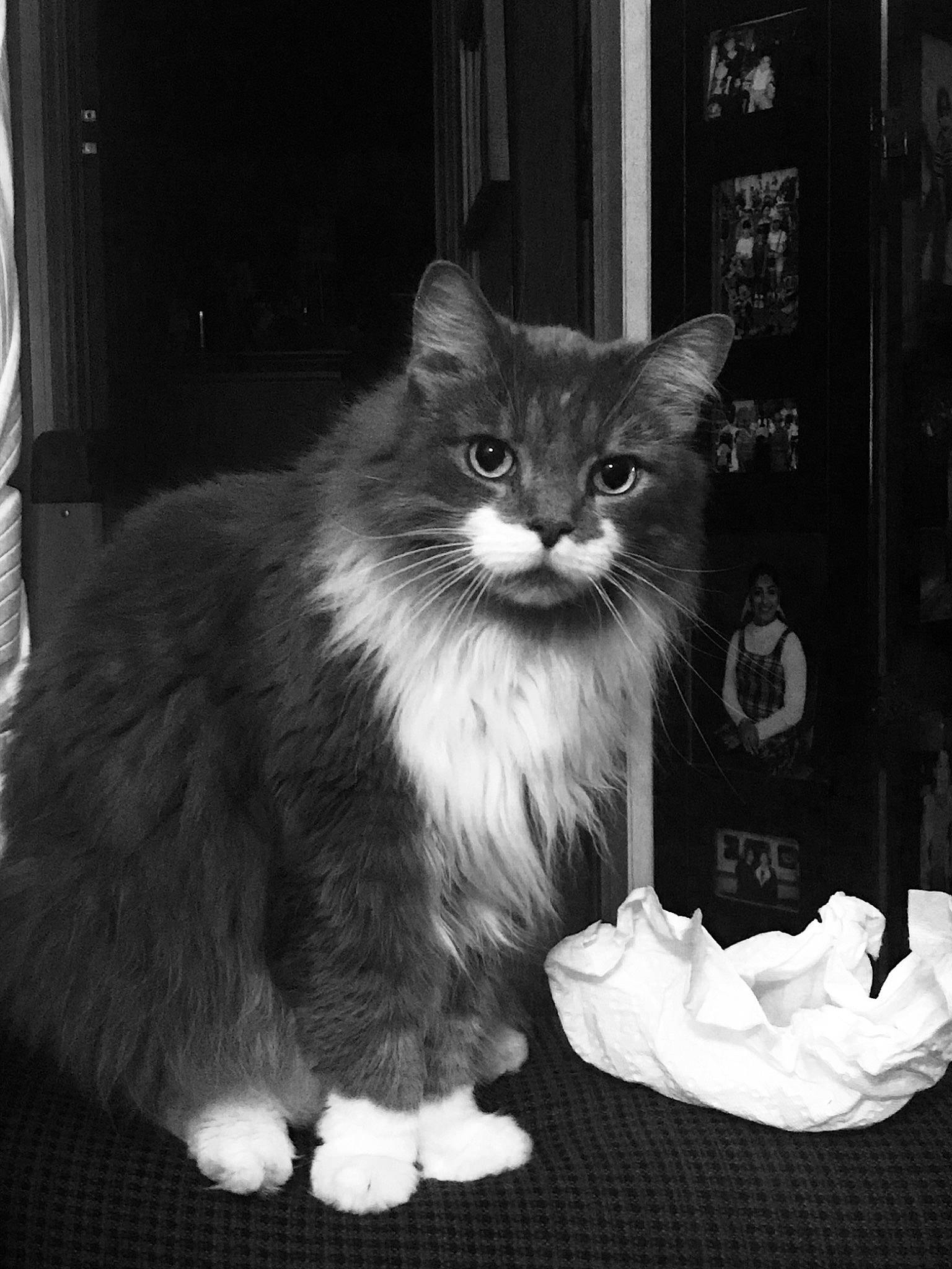 Chippy is registered to the contest to win money with this photo: asian_semi_longhair, black, black_and_white, british_semi_longhair, carnivore, cat, domestic_long_haired_cat, felidae, fur, maine_coon, mammal, monochrome_photography, norwegian_forest_cat, persian, polydactyl_cat, ragamuffin, siberian, small_to_medium_sized_cats, whiskers, white