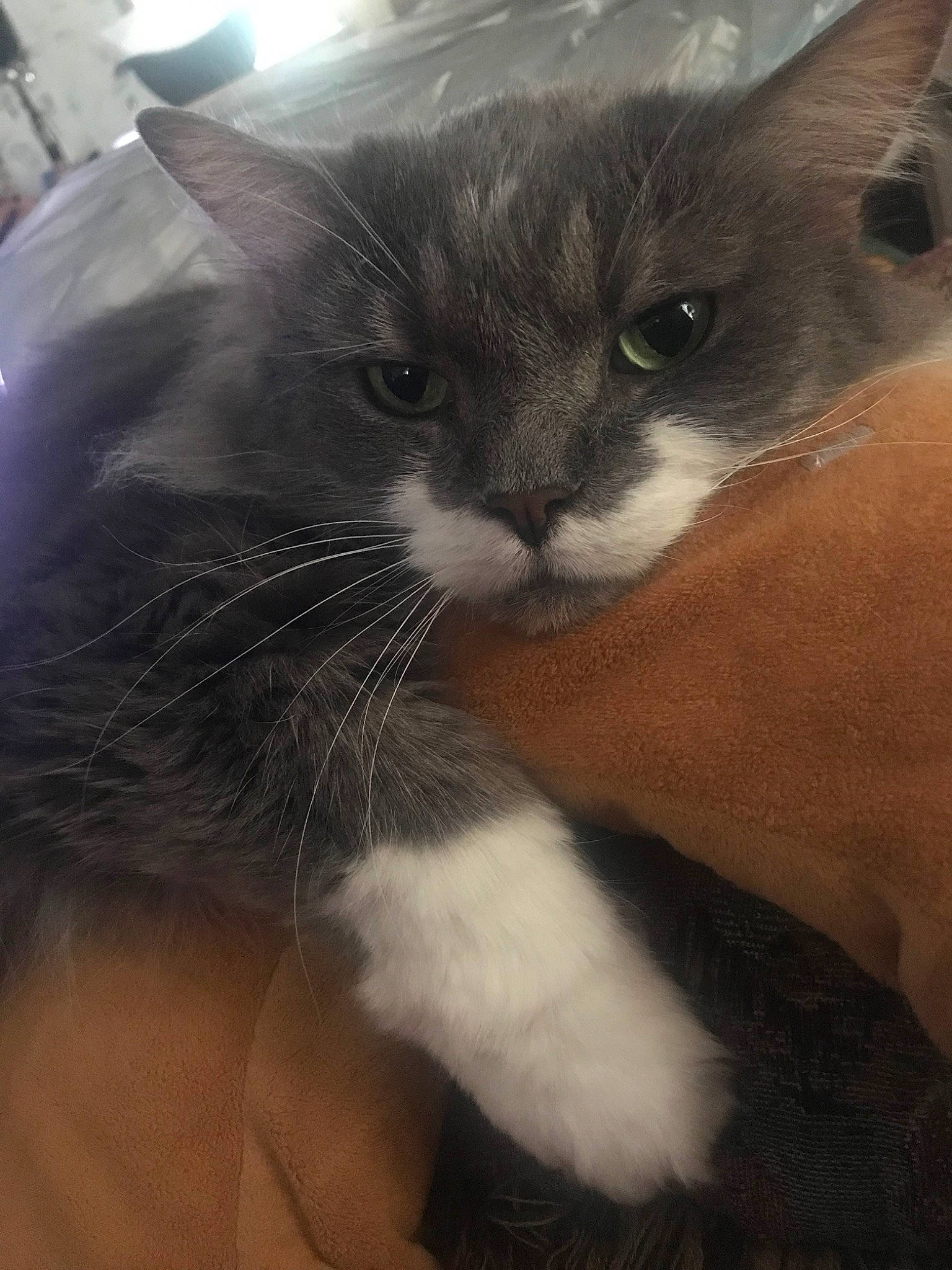 Chippy joined the competition — help win amazing prizes! burmese, carnivore, cat, domestic_long_haired_cat, domestic_short_haired_cat, eye, felidae, kitten, mammal, nebelung, norwegian_forest_cat, ojos_azules, polydactyl_cat, small_to_medium_sized_cats, snout, whiskers