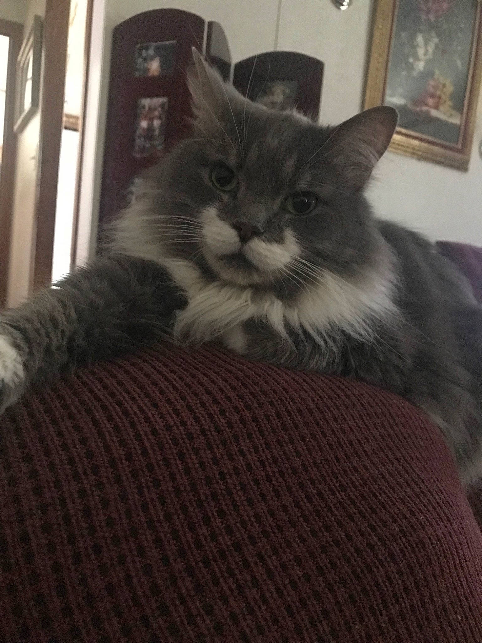 Chippy is registered to the contest to win money with this photo: asian, british_semi_longhair, carnivore, cat, domestic_long_haired_cat, domestic_short_haired_cat, european_shorthair, felidae, kitten, maine_coon, mammal, nebelung, norwegian_forest_cat, polydactyl_cat, russian_blue, small_to_medium_sized_cats, whiskers