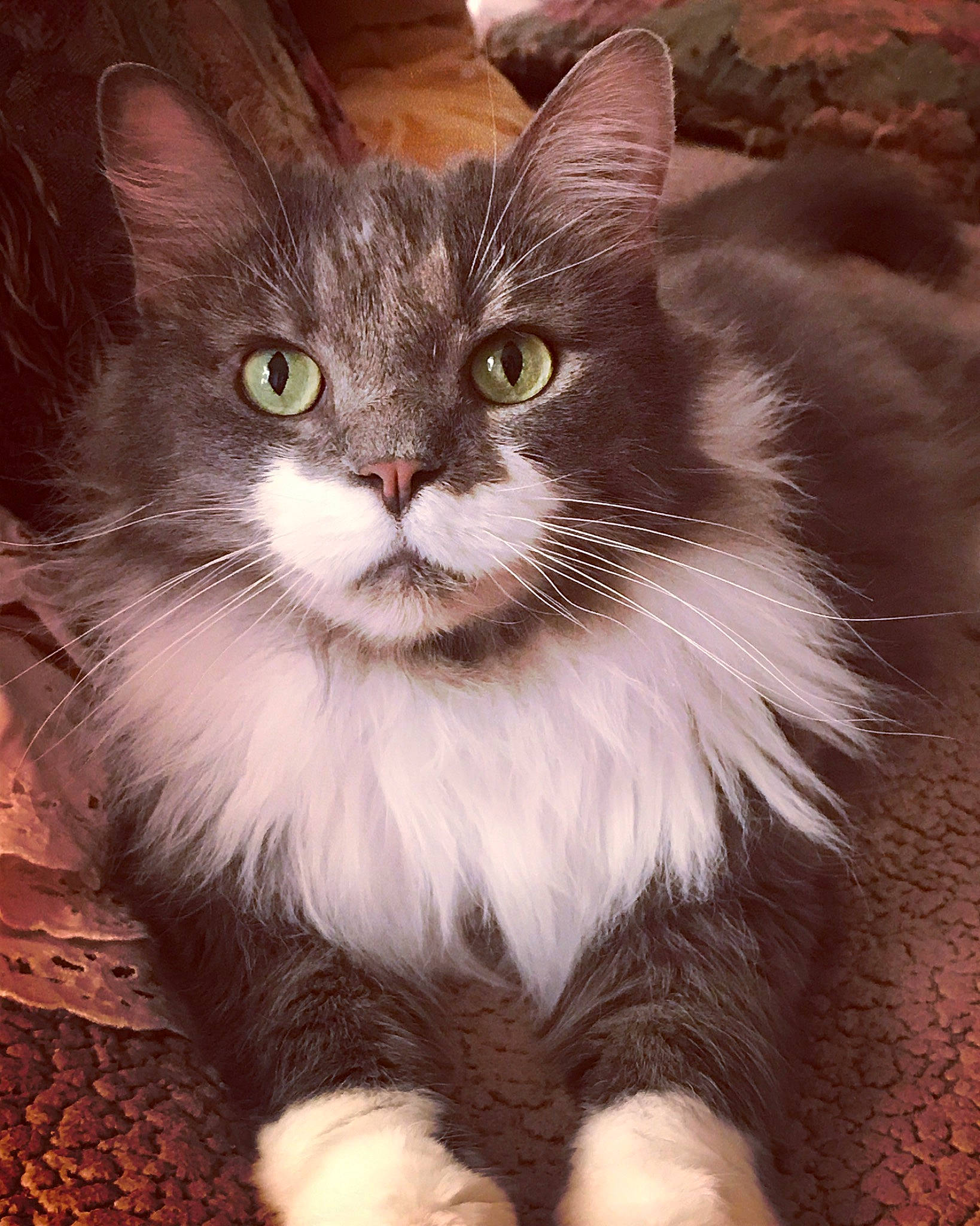 Chippy is registered to the contest to win money with this photo: american_wirehair, asian, asian_semi_longhair, british_semi_longhair, carnivore, cat, cymric, domestic_long_haired_cat, domestic_short_haired_cat, felidae, kitten, maine_coon, mammal, norwegian_forest_cat, ragamuffin, siberian, small_to_medium_sized_cats, snout, vertebrate, whiskers