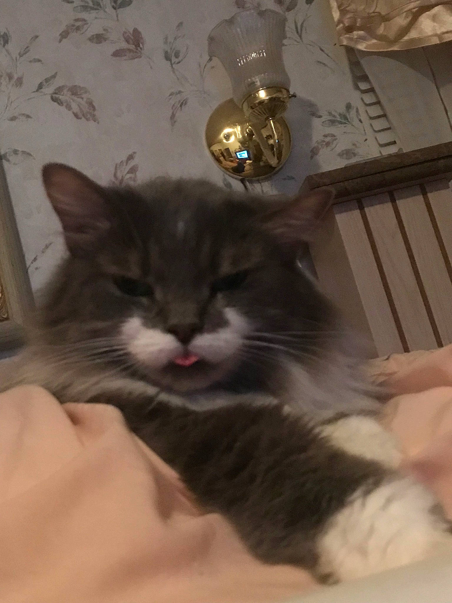 Chippy joined the competition — help win amazing prizes! asian, carnivore, cat, domestic_long_haired_cat, domestic_short_haired_cat, ear, eye, felidae, fur, kitten, maine_coon, norwegian_forest_cat, polydactyl_cat, small_to_medium_sized_cats, snout, whiskers