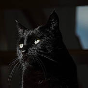Miss a rejoint le concours — aidez-le/la à gagner de superbes lots ! black_cat, cat, pet, animal, indoor, portrait, whiskers, dark, shadow, close_up, feline, eyes, mystery, domestic_cat, fur, quiet, soft_light, still_life, alone, calm