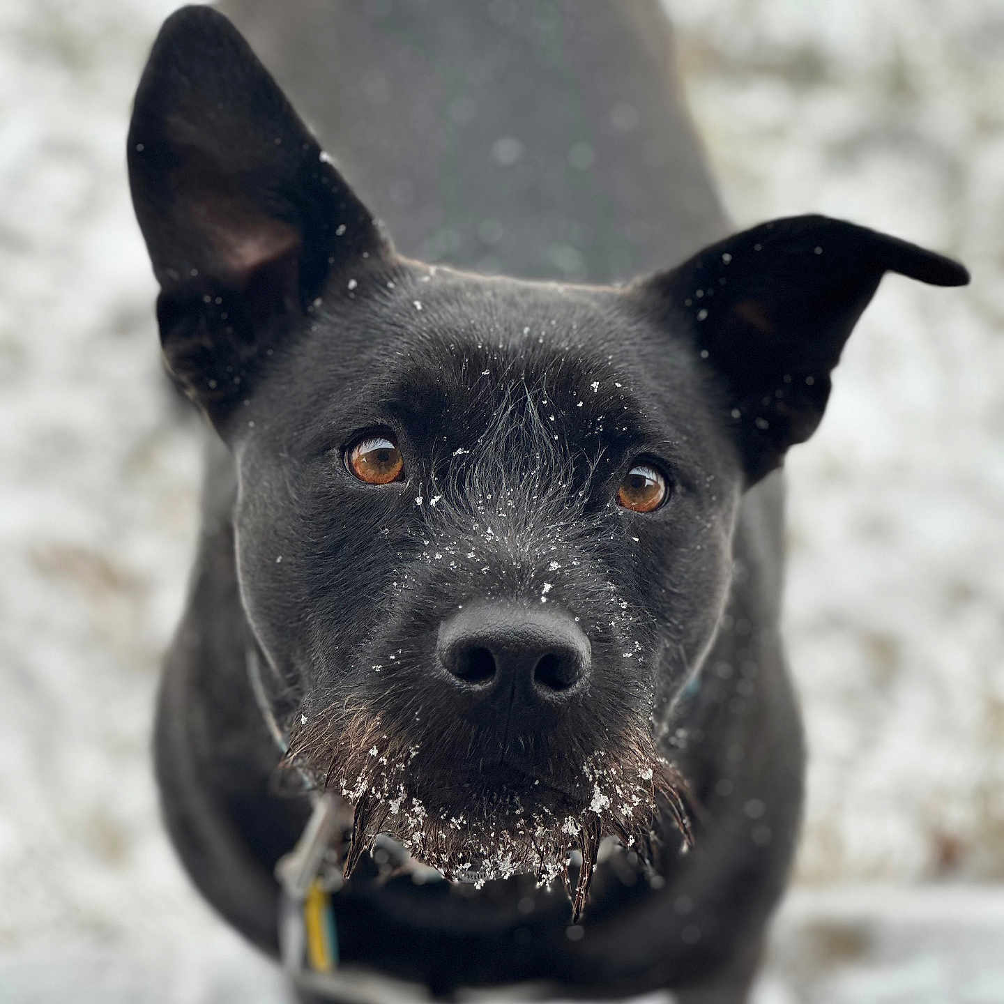 Buggs is registered to the contest to win money with this photo: accessories, animal, bulldog, canine, dog, hound, ice, labradorretriever, nature, outdoors, pet, pitbull, pointer, puppy, snout, snow, strap, terrier, water, winter