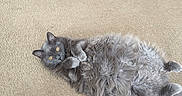 Rebel joined the competition — help win amazing prizes! cat, gray_cat, fluffy, carpet, indoor, pet, relaxed, lying_down, yellow_eyes, feline, cute, cozy, sofa, home, animal, fur, paws, looking_up, resting, mammal