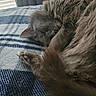 Rebel joined the competition — help win amazing prizes! cat, sleeping, gray_fur, curled_up, paw, blanket, blue, white, striped, cozy, indoor, nap, fur, whiskers, window, blinds, soft_light, resting, pet, closeup