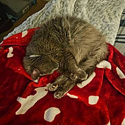 Rebel is registered to the contest to win money with this photo: cat, sleeping, gray_cat, curled_up, blanket, red_blanket, white_patterns, cozy, fur, indoor, bed, comfort, rest, pet, animal, soft, relaxation, napping, feline, home