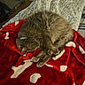 cat, sleeping, gray_cat, curled_up, blanket, red_blanket, white_patterns, cozy, fur, indoor, bed, comfort, rest, pet, animal, soft, relaxation, napping, feline, home