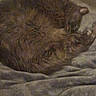 Rebel joined the competition — help win amazing prizes! cat, sleeping, feline, curled_up, fluffy, blanket, cozy, indoor, resting, pet, fur, animal, domestic, quiet, soft, warm, relaxing, close_up, brown, tabby