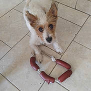 Pouikpouikette a rejoint le concours — aidez-le/la à gagner de superbes lots ! dog, puppy, toy, rope_toy, indoor, tile_floor, brown_and_white, curious, ears, pet, animal, looking_up, playful, small_dog, floor, household, wicker_basket, wooden_furniture, cute, companion