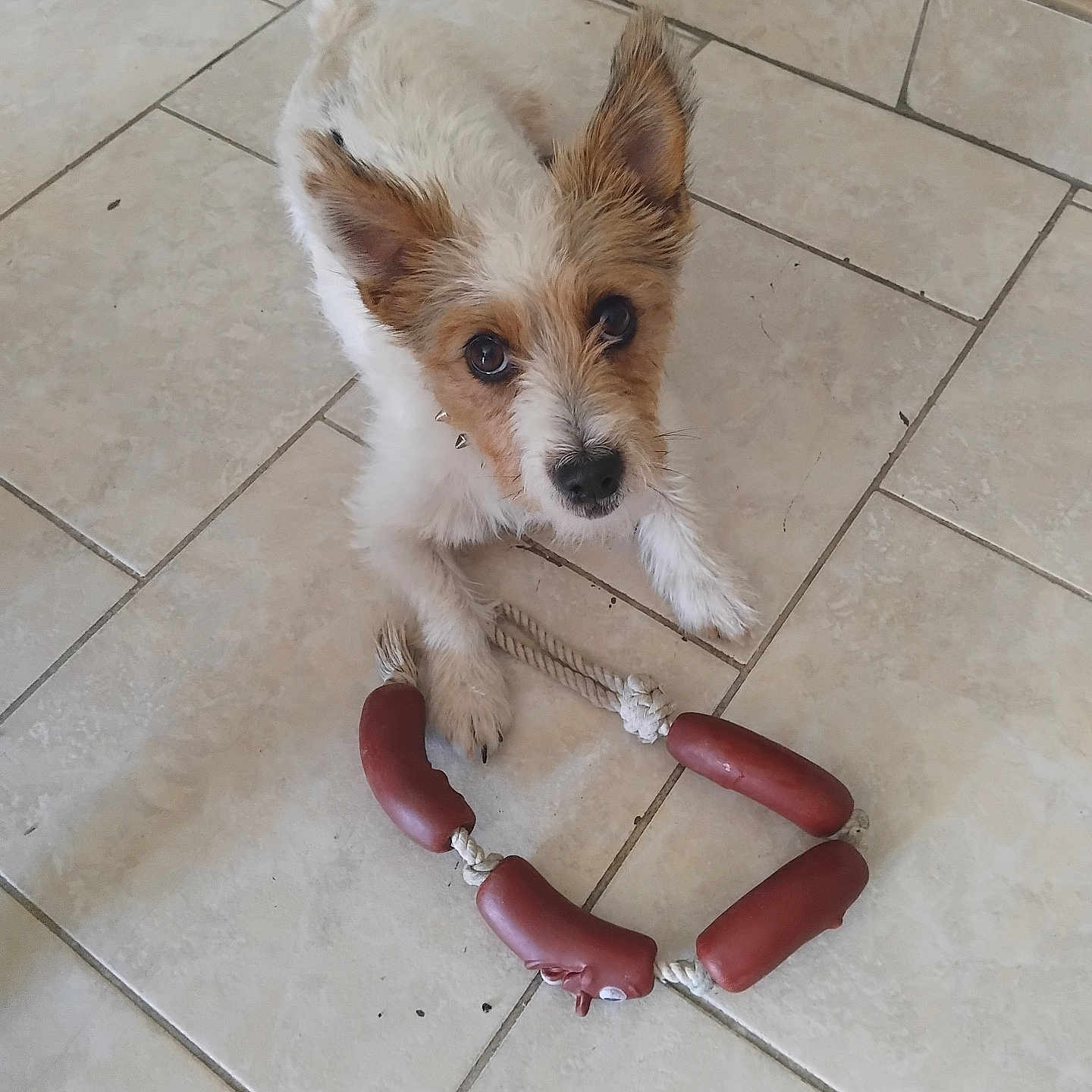 Pouikpouikette a rejoint le concours — aidez-le/la à gagner de superbes lots ! dog, puppy, toy, rope_toy, indoor, tile_floor, brown_and_white, curious, ears, pet, animal, looking_up, playful, small_dog, floor, household, wicker_basket, wooden_furniture, cute, companion