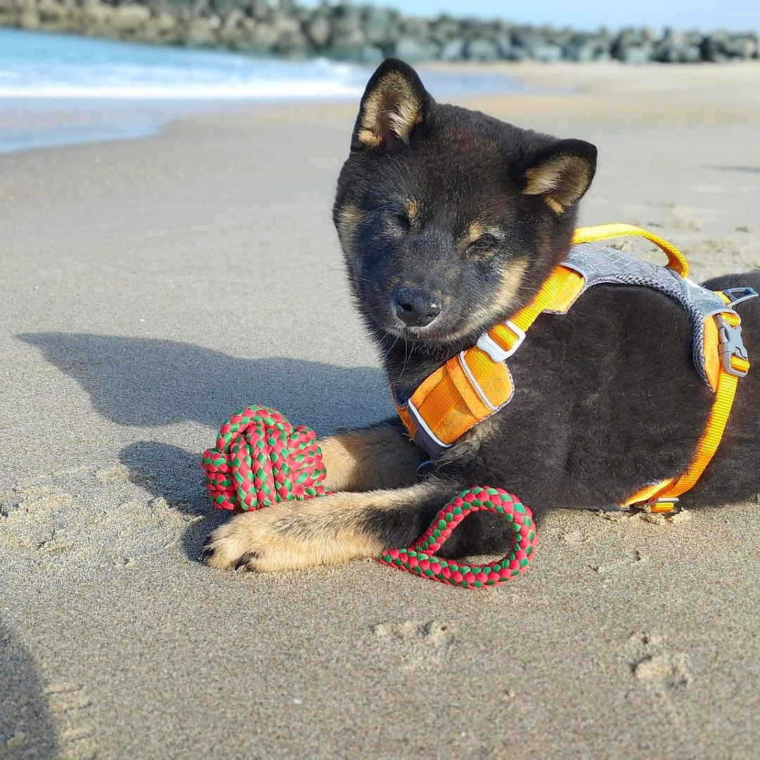Nash a rejoint le concours — aidez-le/la à gagner de superbes lots ! accessories, animal, beach, canine, coast, dog, harness, husky, leash, nature, outdoors, pet, puppy, rock, sand, sea, shoreline, soil, strap, water