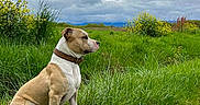 Dobby a rejoint le concours — aidez-le/la à gagner de superbes lots ! dog, canine, brown, white, collar, grass, field, yellow_flowers, plants, cloudy_sky, outdoor, nature, pet, mammal, sitting, side_view, landscape, animal, fur, alert