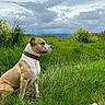 dog, canine, brown, white, collar, grass, field, yellow_flowers, plants, cloudy_sky, outdoor, nature, pet, mammal, sitting, side_view, landscape, animal, fur, alert