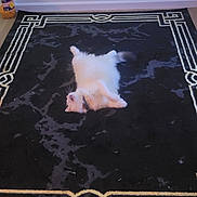 Yurio is registered to the contest to win money with this photo: kitten, cat, fluffy, white_fur, cream_fur, lying_down, upside_down, playful, indoors, living_room, rug, carpet, patterned_rug, black_rug, ornate_design, floor, wall, outlet, container, home_decor